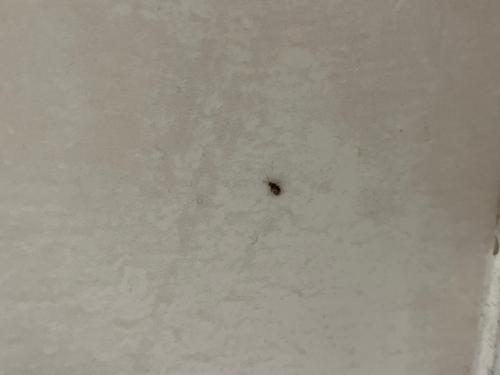 Réf. 350 550 : Deraeocoris lutescens